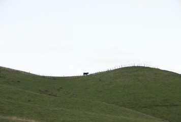 Lone cow on the hill