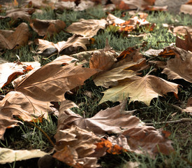 Fallen Oak leaves on the ground, autumn leaves closeup