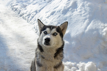 Husky dog ​​with blue eyes in the winter.