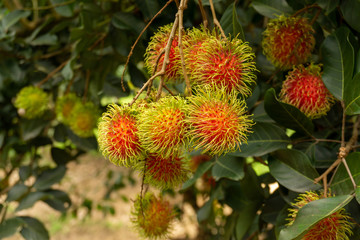 Bunches of red rambutan fruit with green hair on greenery leaves tree in agriculture field