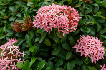 Bunches beautiful pink petite petals Ixora hybrid know as west Indian jasmine or jungle flame, blooming on dark green leaves blur background, closeup photo, pretty plant for Landscaping design