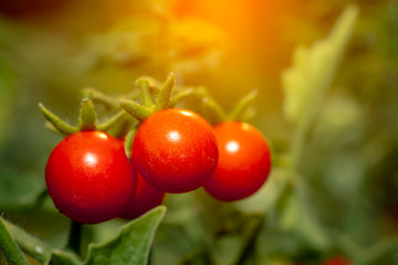Tomato fruits plant, organic tomatoes for cooking sauce and soup, close up view photo for creative desige background