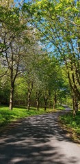 Fototapeta premium alley in park on sunny day