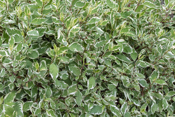 natural background of white-green leaves. Cornus alba Sibirica Variegata - Dogwood