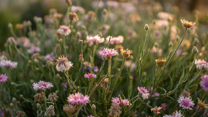 field of pink petals of Cornflower blooming on blurry green leaves, know as bachelor's button or basket flower