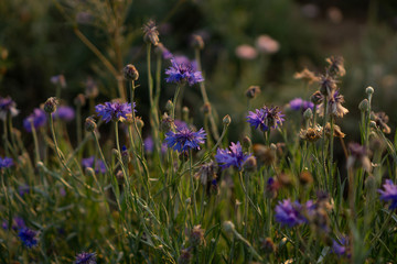 field of blue petals of Cornflower blooming on blurry green leaves, know as bachelor's button or basket flower