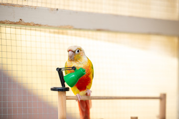ウロコインコ