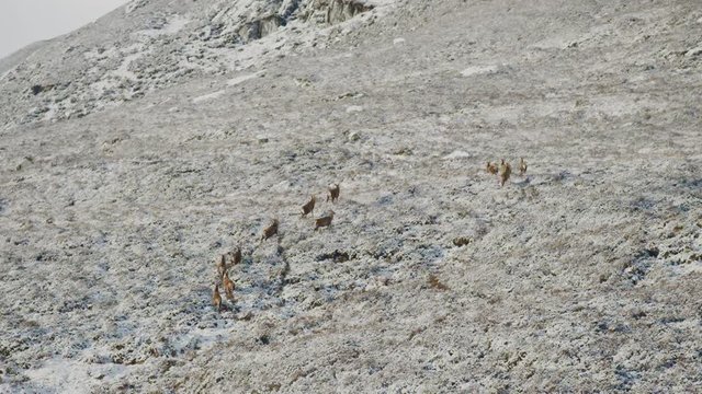 Red Deer herd on snowy hill drone