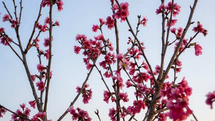 Bunches of pink petals of Prunus cerasoides flower blooming on the tree under white sky, know as wild Himalayan cherry, Sour cherry or Indian  white-eye