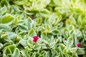 Greenery, close up shot on small pink flowers with the group of leaves green plant around it at background and foreground