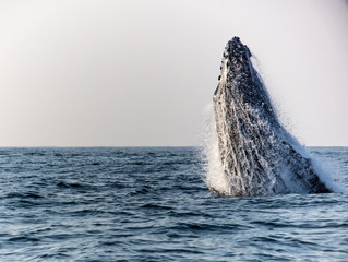 whale in sea