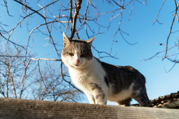 Naklejka na ściany i meble white-gray cat on a background of blue sky