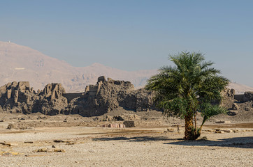  Palm trees and temple ruins in Egypt.