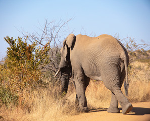 elephant in Pilanesberg national park