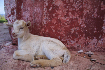 Wild Baby Goat Resting in Culebrita, Puerto Rico