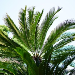  緑, 自然, 葉, トロピカル, 森, 植える