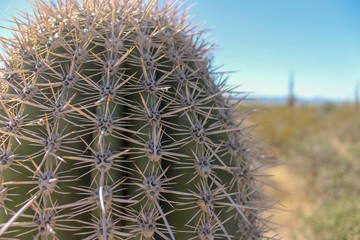 Close Up Of Barrel Cactus In Arizona desert