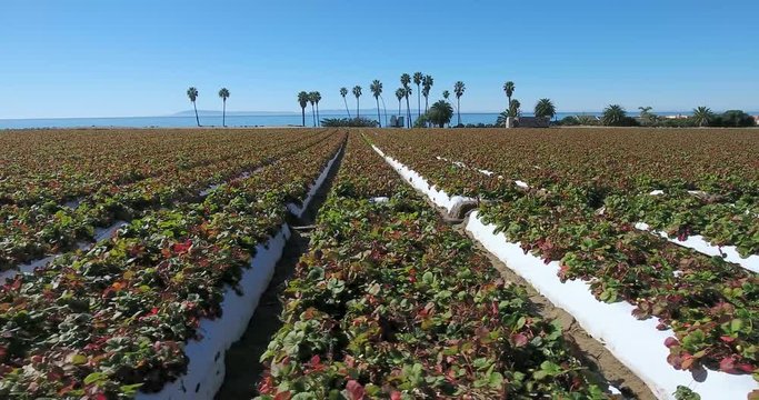 Flying sideways over strawberry fields near ocean. Drone aerial shot over strawberry fields near Ventura, California along ocean and PCH.