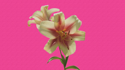 yellow lilies on a  linen canvas of pink color