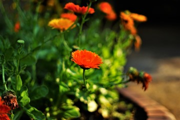 花, 自然, オレンジ, 庭, マリーゴールド, サマータイム, 赤, 花, ポピーい, 植物, キンセンカ, 牧草地, フローラル, マクロ, ナチュラル, 緑, 植える, 野原, 黄色, とぶ, 美しさ, 全盛期, 咲く, 美し