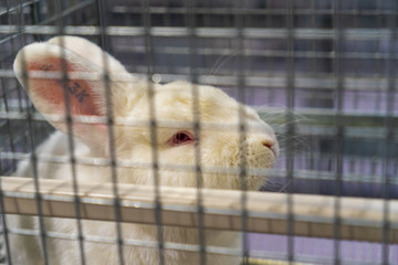 Obraz premium Rabbit in the cage. Rabbit farm.