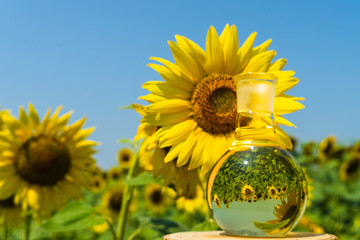 Glass flask with sunflower oil.