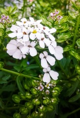 white flowers on green background