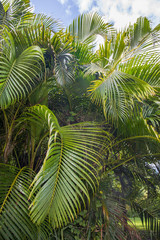 Obraz na płótnie Canvas Green tropical leaves, palm, fern and ornamental plants backdrop.