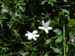 Obraz na płótnie Canvas Jasmine, or Jasminum officinale white flowers