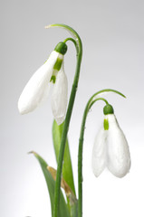 White snowdrops (Galanthus nivalis) on a gray background.