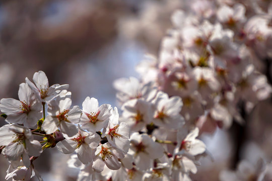 Cherry blossom close up　桜の花のクローズアップ