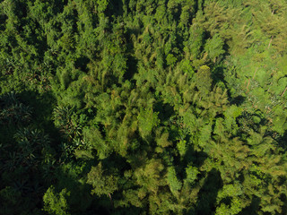 Top view of forest at Nyaung oo Phee island, Myanmar