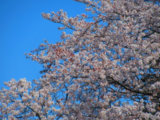 桜