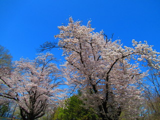 Naklejka premium 桜