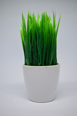 Close up green grass in the pot isolated on white background