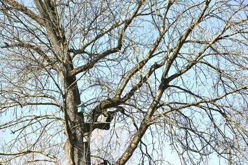 Deciduous tree in spring in a city without leaves.