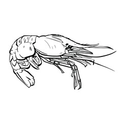 Shrimp, crayfish line art. Hand drawn ink black and white stock vector illustration
