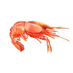 Shrimp, crayfish, lobster boiled. Hand drawn watercolor stock illustration isolated on white background