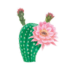 Cactus succulent plant water color painting isolated on white background, illustration clipping path, drawing of green and spike Echinopsis Cactus with pink flower blossom in tropical botanical plants