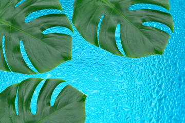  Three leafs of tropical Monstera on the background of a stack of drops of water.Copy space.