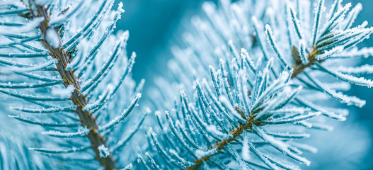 Pine branches covered with hoarfrost, cold blur tones, winter nature closeup