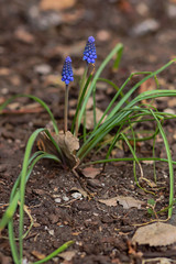 First Hyacinths to bloom in the spring
