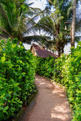 Green path of lush plants to a secluded house.