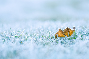 Frost on the leaf and grass. Winter closeup, bright cold nature