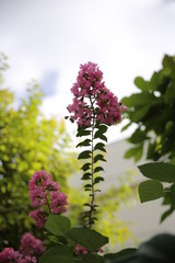 花, ライラック, 自然, とぶ, 植える, 紫, 庭, 緑, 全盛期, ピンク, 葉, 花, 咲く, サマータイム, すごい, 美しさ, ブッシュ, ブランチ, 木, ナチュラル, フローラル, 美しい, スミレ, 植物, 季節