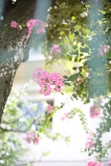 木, 花, とぶ, 全盛期, 自然, ブランチ, 