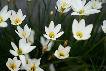 花, ピンク, 自然, とぶ, 全盛期, 花, 植える, 庭, 緑, 咲く, 美しさ, 植物, チューリップ, 美しい, 白, フローラル, 赤, ばら, 花束, サマータイム, ハス, チューリップ, 葉, マクロ