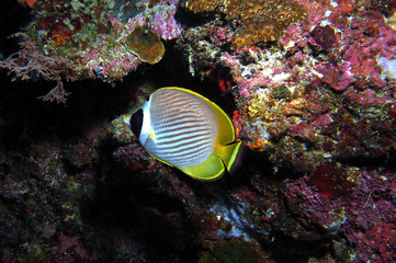Fototapeta na wymiar Raccoon butterflyfish Crescent-masked butterflyfish Cebu Philippines