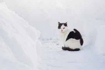 Street cat sitting on the snow under sunlight