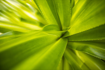 Zen closeup nature view of green leaf in garden. Natural green plants landscape using as a background or wallpaper